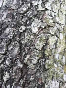 Close up of rough tree trunk surface Stock Photos