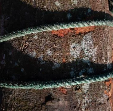 Close up of a Rough Tree Trunk Texture Stock Photos