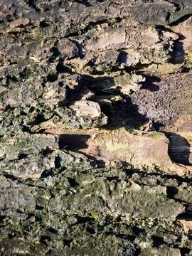 Close up of a Rough Tree Trunk Texture Stock Photos