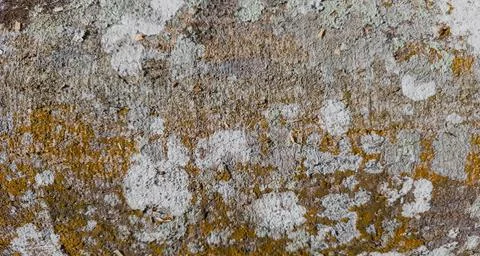 Close up of a Rough Tree Trunk Texture Stock Photos