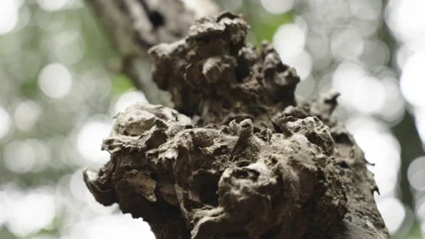 Close-up of Rough Weathered Tree Bark Texture in Forest Video stock 335435881