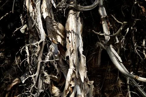 Close up of rough wood tree trunk texture with branches intwined Foto stock