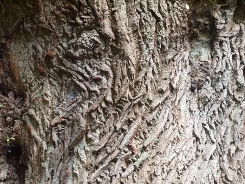 Close up rough wooden bark texture background of oak tree Stock Photos