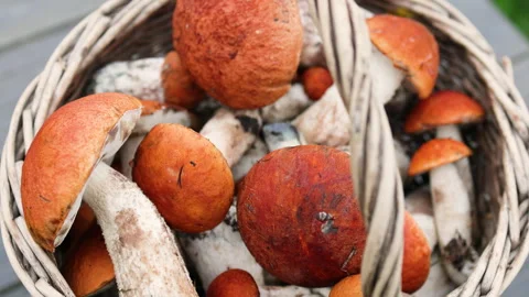 Close up on a round basket filled with boletus mushrooms. Stock Footage 317685323