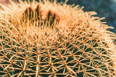 Close-up of a round cactus Stock Photos