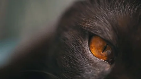 Close-up: a round cat's eye of yellow-orange color with a narrow pupil Stock Footage 80361516