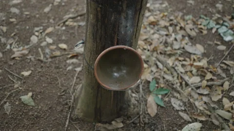 Close-up round clay container prepared for rubber extraction in a forest in Video stock 278623017