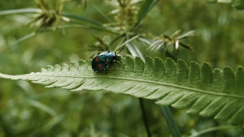 Close up of round colorful bug crawling up rippled leaf, Tortuguero, Costa Rica Stock Footage 141246784