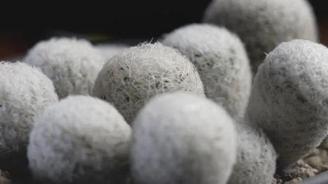 Close-Up of Round Fuzzy Cacti Cluster Stock Footage 277346364