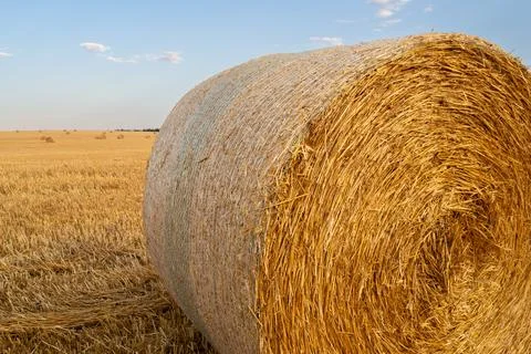 Close-up of round hay bale, surrounded by cut crop field Stock Photos