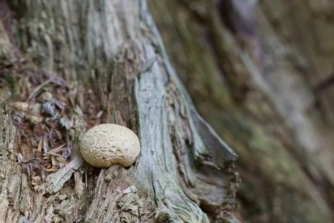 Close-up of a Round Mushroom in a Forest Stock Photos