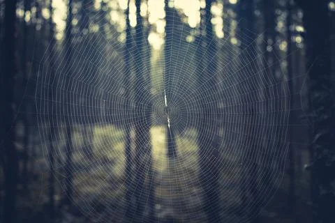 Close-up of a round spider web with a spider in the center in the forest Stock Photos