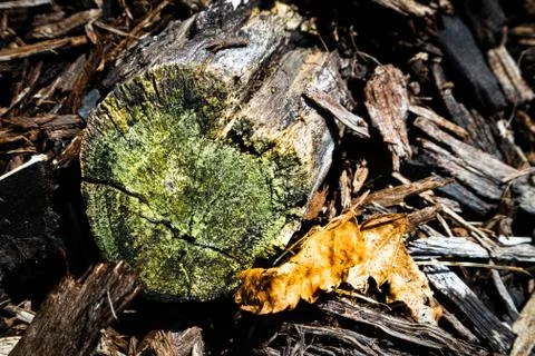 Close Up of Round Stump Next to Leaf in Mulch Foto stock