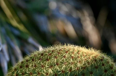Close-up of a rounded cactus with intricate spines and blurred background Stock Photos
