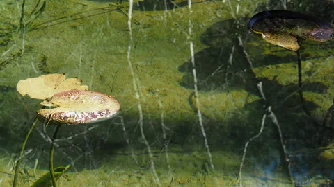 A close-up of rounded water lily leaves swaying in the waves of the lake. Water Stock Footage 246855146