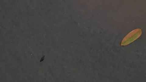 Close-up of rove beetle crawling on flat surface Stock Footage 317825825