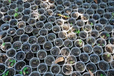 Close up row of black plastic container bag of planting trees Stock Photos