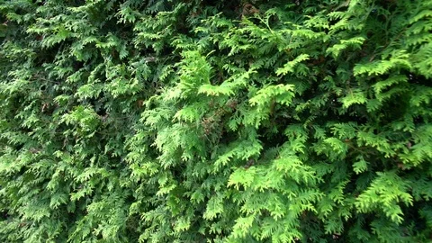Close up of a row of evergreen cypress trees Video stock 94458245