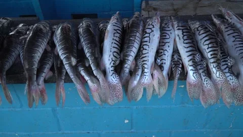 Close up of row of fresh Pintado fish, Pseudoplatystoma corruscans, on market. Stock Footage 146910802