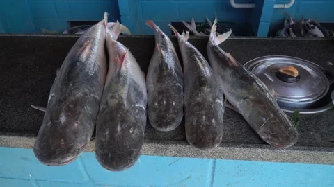 Close up of row of fresh Pintado fish, Pseudoplatystoma corruscans, on market. Stock Footage 147047476