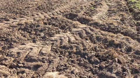 Close up row plowed field, sown with cereals or prepared for planting Stock Footage 308564742
