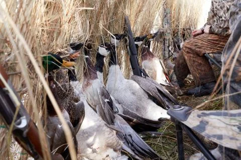 Close up on a row of shot ducks in a blind Stock Photos