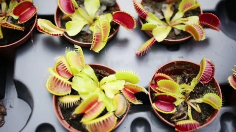 Close up of row small pots Venus flytrap with spiked head. Stock Footage 63660181