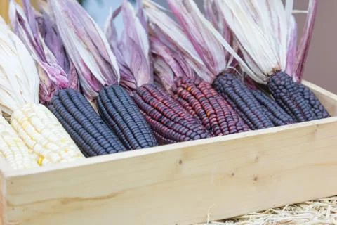 Close up of row Variety of corn in the box Stock Photos