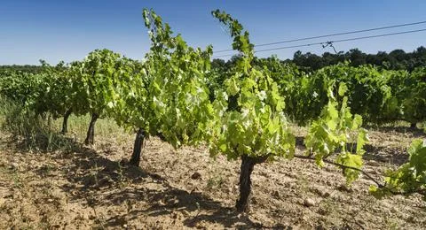 Close-up of a row of vineyards. Stock Photos