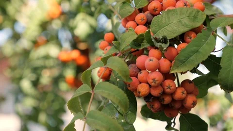 Close-up of Rowan berries in sunlight. A bunch of the rowan berries. Stock Footage 119174419