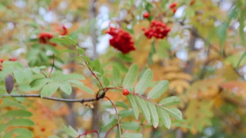 Close-up of rowan tree branch in autumn swaying in the wind. Media. Plant branch Stockbeeldmateriaal 142801388