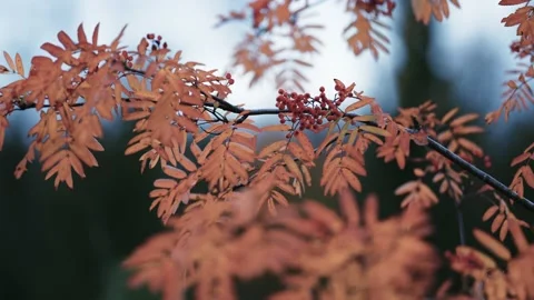 A close-up of the rowan tree branch on the blurry background. Bright Video stock 170827267