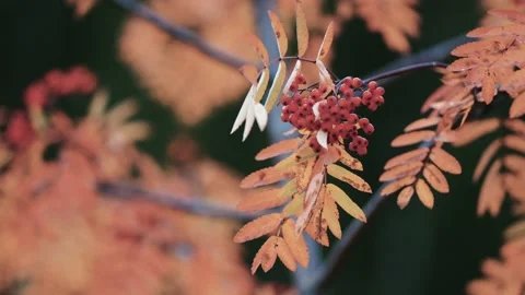 A close-up of the rowan tree branch on the blurry background. Bright Stock Footage 170827343