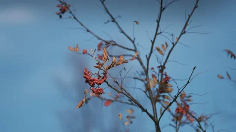 A close-up of the rowan tree branch on the blurry background. Slow-motion, Video stock 172482075
