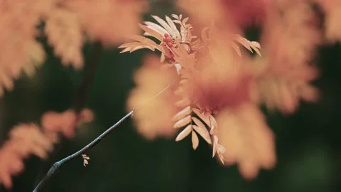 A close-up of the rowan tree branch on the dark blurry background. Bright Stock Footage 170581009