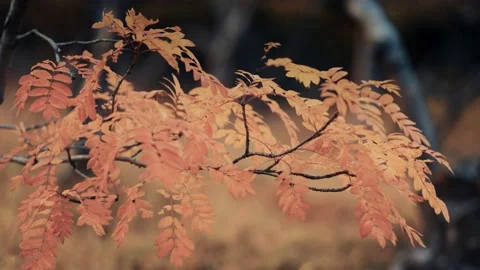 A close-up of the rowan tree branches. Autumn forest in the background. Stock-Footage 170581729