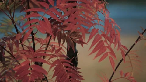 A close-up of the rowan tree branches on the blurred background. Bright Stock Footage 170827266