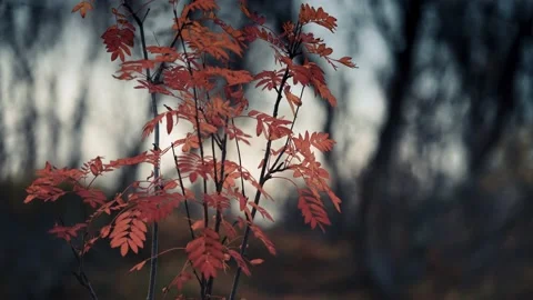A close-up of the rowan tree branches on the blurry background. Ccolorful Video stock 170581708