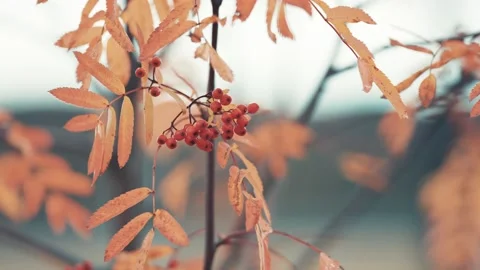 A close-up of the rowan tree. Bright berries and colorful leaves on the Video stock 170581704