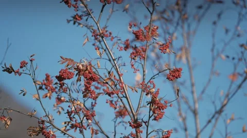 A close-up of the rowan tree with bright leaves and berries. Clear blue Video stock 172482096