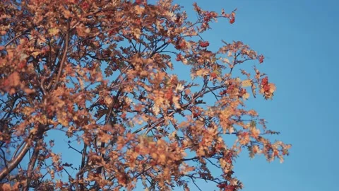 A close-up of the rowan tree with bright leaves and berries. Clear blue Stock Footage 175166567