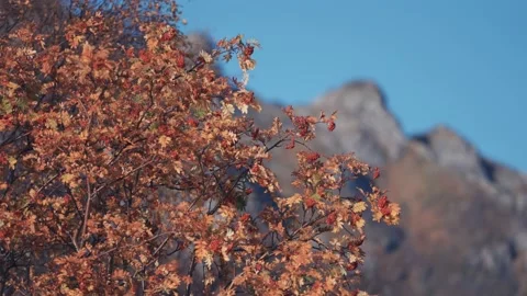 A close-up of the rowan tree with bright leaves and berries. Clear blue Stock Footage 175664534