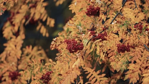 A close-up of the rowan tree. Bright orange berries on colorful leaves on Stock Footage 170581694