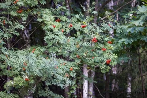 Close-up of a rowan tree with bright red berries and leaves. Stock Photos