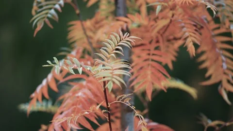 A close-up of the rowan tree on the dark background. Bright berries and Video stock 170580866