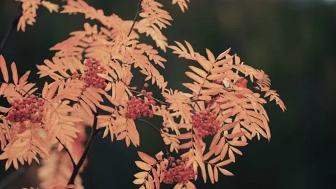 A close-up of the rowan tree on the dark background. Bright berries and Stock Footage 170581309