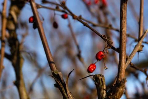 Close up of rowan trees with small red berries in the sunlight in winter Stock Photos
