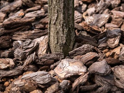 Close-up rowing tree in a container on the street. Covering the ground with tree Stock Photos
