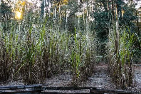 A close-up of rows of corn growing in a small plot Stock Photos
