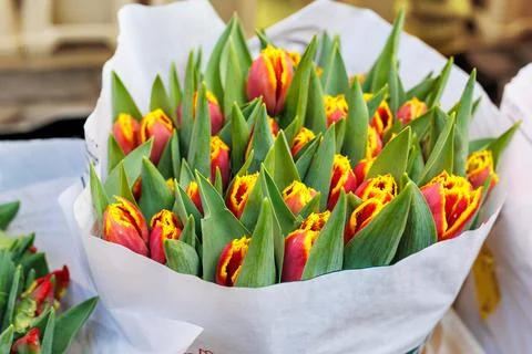 Close-up rows fresh yellow Dutch tulip bouquets wrapped white paper vibrant Stockfoto's